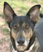 25 26-00088 Scarlett